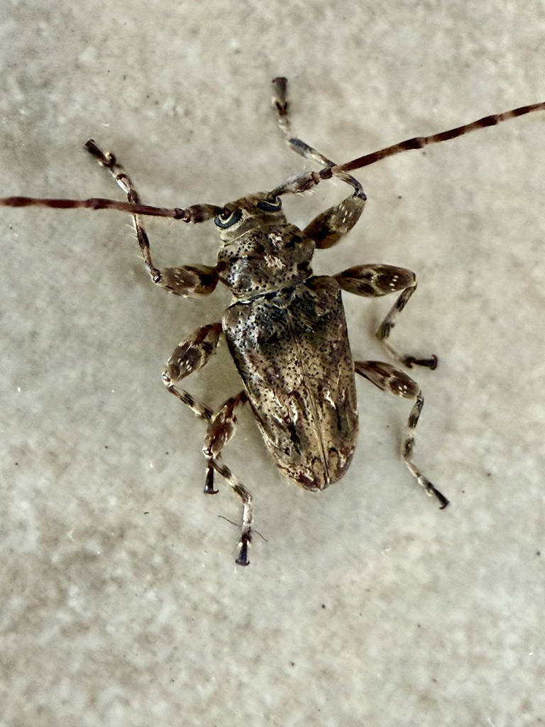 Oreodera brailovskyi