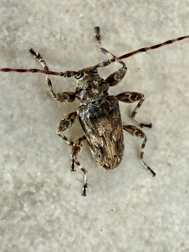 Oreodera brailovskyi