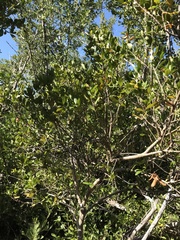 Glochidion harveyanum