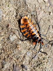 Spartocera pantomima