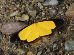 Smicropus bogotensis