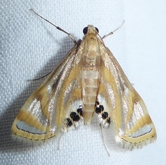 Eoophyla sejunctalis