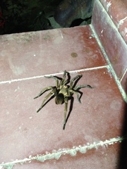 Phormictopus schepanskii