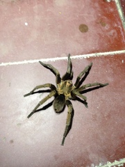 Phormictopus schepanskii