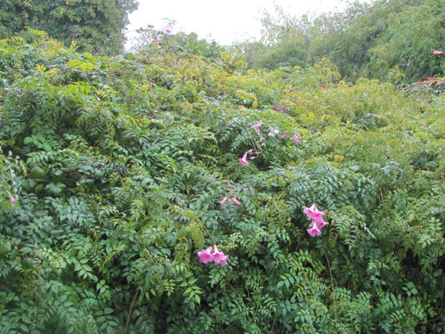Podranea ricasoliana