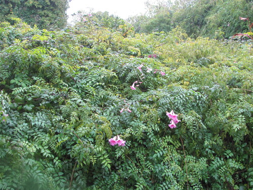 Podranea ricasoliana