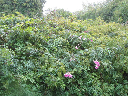 Podranea ricasoliana