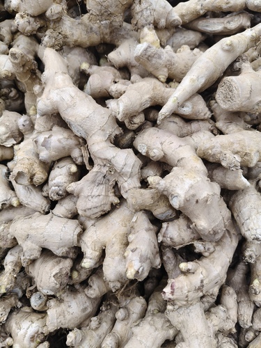Ginger (Zingiber officinale)