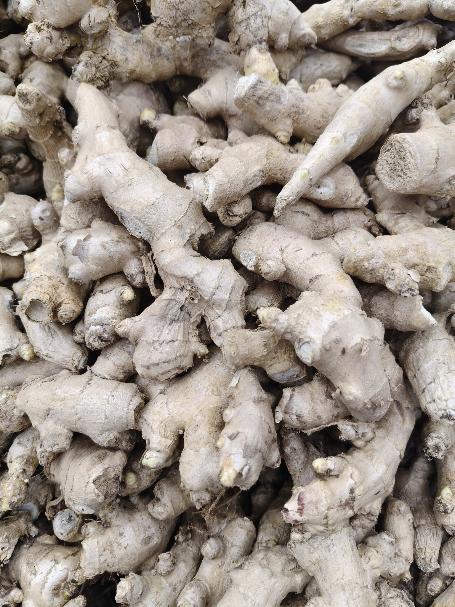 Ginger (Zingiber officinale)