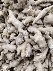 Gingembre (Zingiber officinale)