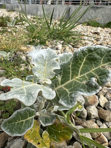 Solanum marginatum, photograph 3
