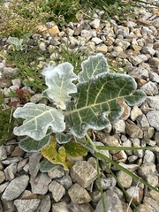 Solanum marginatum, photograph (c) Nicolás Baresch Uribe, some rights reserved (CC BY)