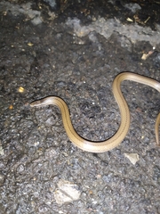 Tantilla calamarina