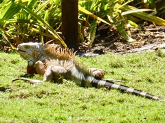 Iguana iguana