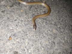 Tantilla calamarina