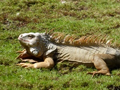 Iguana iguana