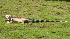 Iguana iguana