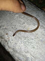 Tantilla calamarina