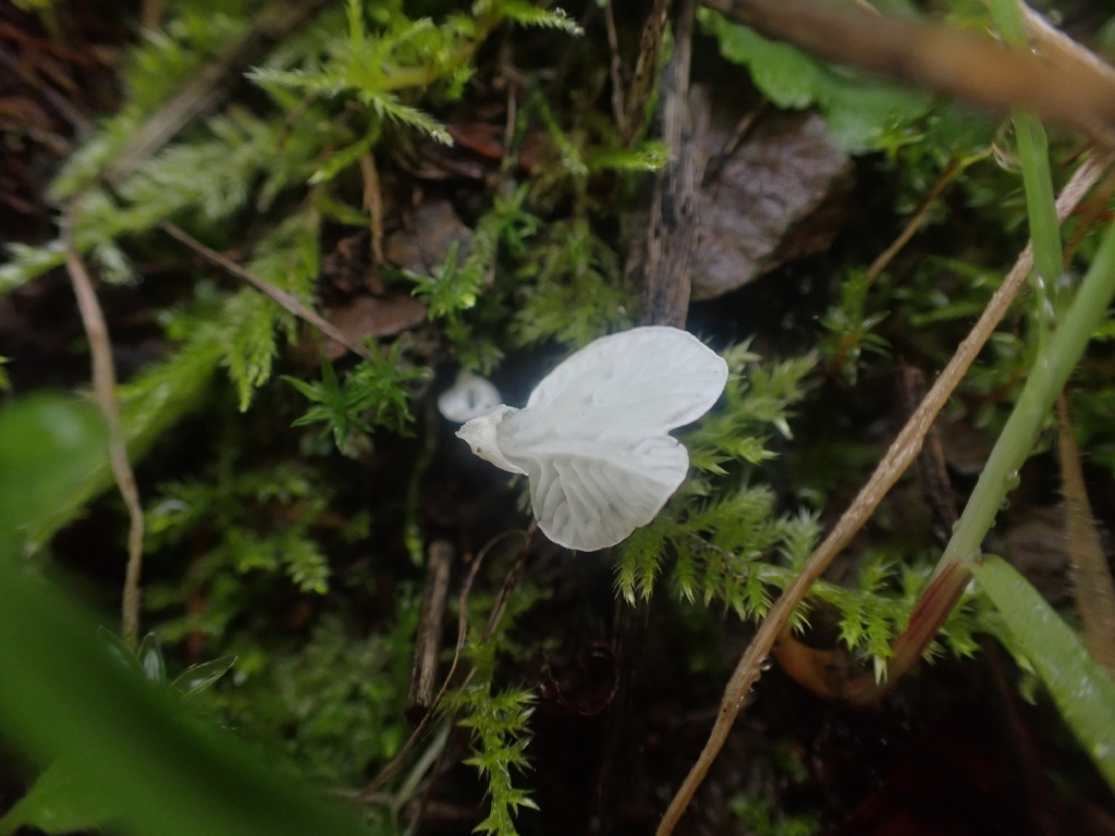 Rimbachia bryophila