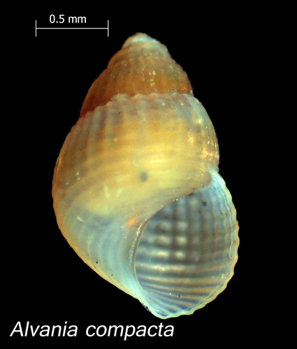 Alvania compacta · NaturaLista Colombia