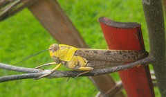 Valanga nigricornis