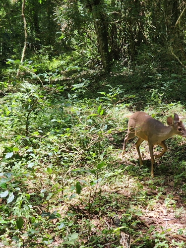 Southern Brown Brocket