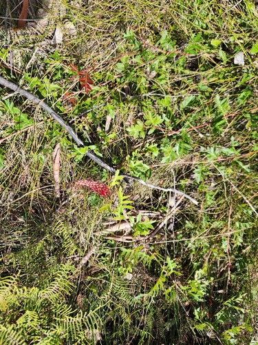 Acanthus-leaved grevillea (Grevillea acanthifolia)