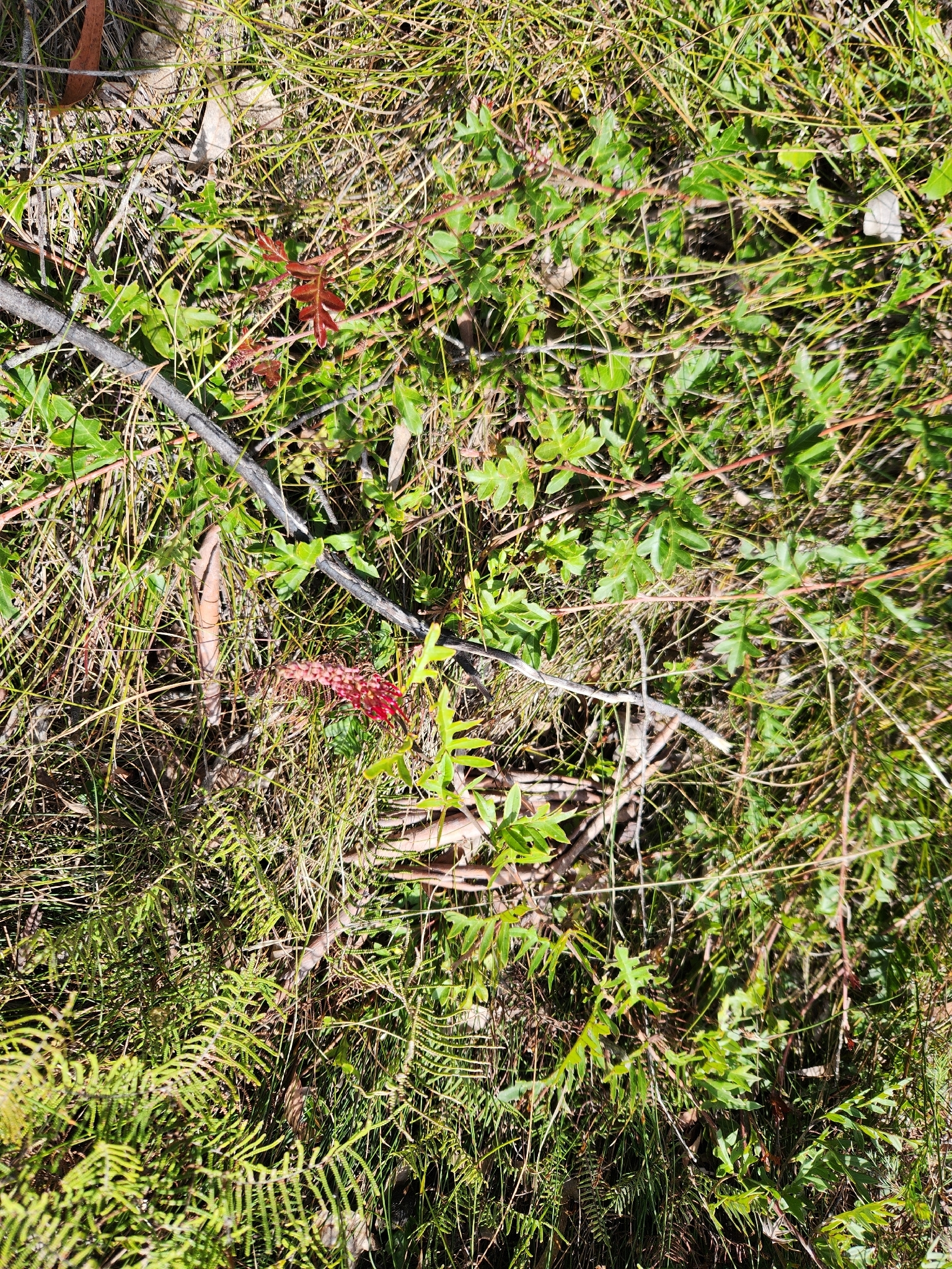 Acanthus-Leaved Grevillea (Grevillea acanthifolia)