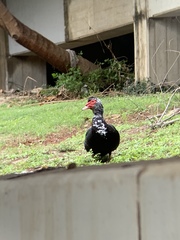 Cairina moschata domestica