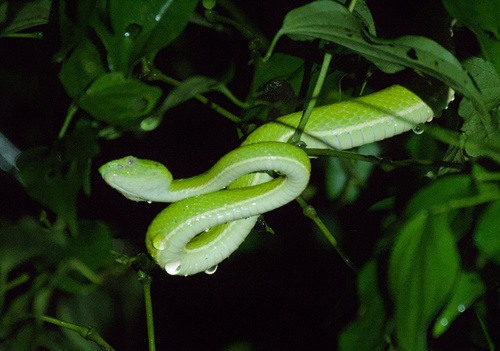 Coffee Palm Viper, Bothriechis lateralis