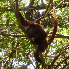 Alouatta seniculus