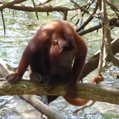 Alouatta seniculus