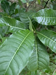 Psychotria zombamontana