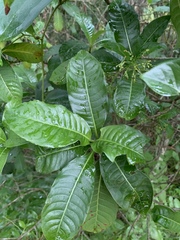 Psychotria zombamontana