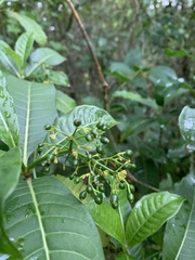 Psychotria zombamontana