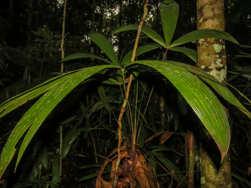 Lepidocaryum (Lepidocaryum tenue)