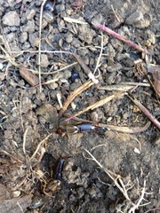 Forficula auricularia