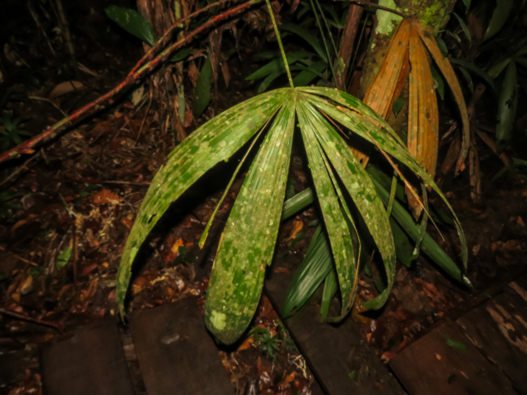 Lepidocaryum tenue; photograph (c) Diogo Luiz, some rights reserved (CC BY)
