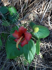 Hibiscus elatus