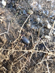 Armadillidium vulgare
