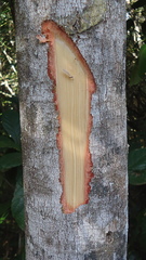 Zanthoxylum petiolare