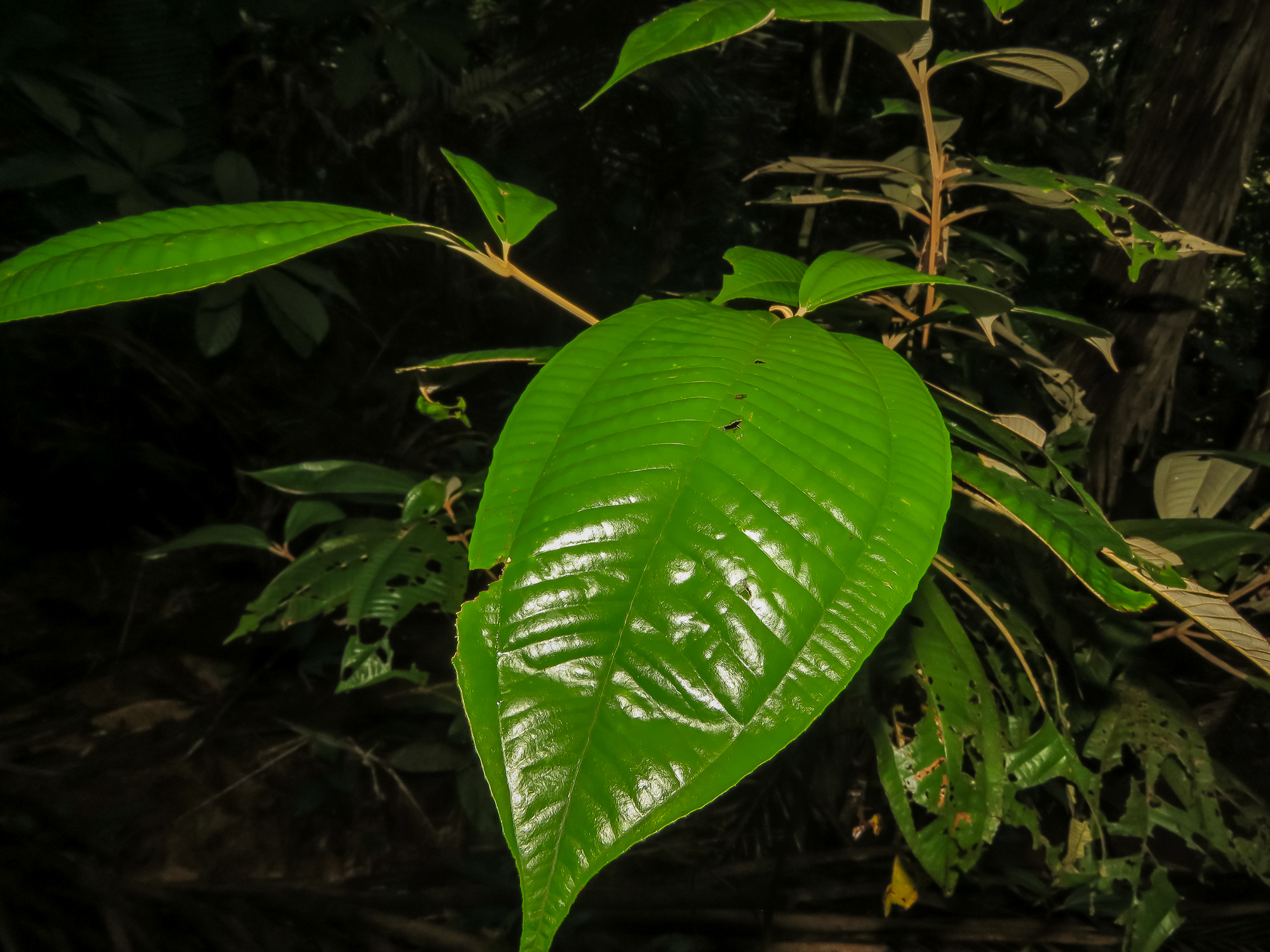 Miconia argyrophylla