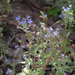 Lobelia dioica