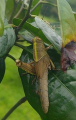 Valanga nigricornis