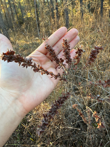 tall bush-clover (Lespedeza stuevei)