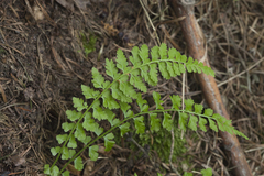 Asplenium incisum
