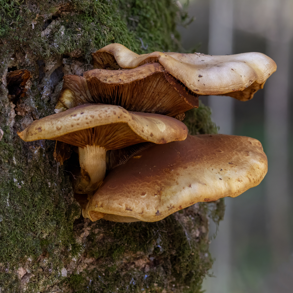 Pholiota aurivella · November 2025 · photo: © kodiakgarden (iNaturalist, cc0)