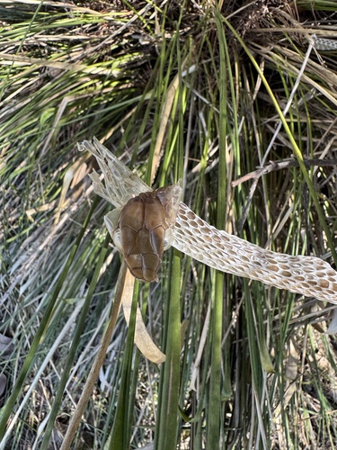 Brown Tree Snake sighting