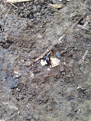 Euborellia annulipes