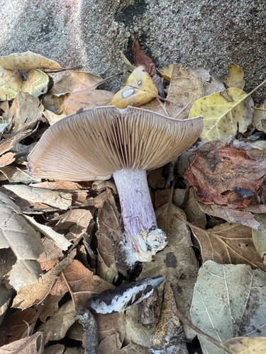 iNaturalist observation photo of Blewit